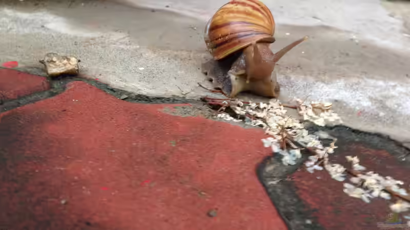 Achatschnecken richtig füttern