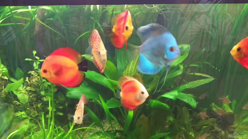 Acht Discusfische von nawaro (12)