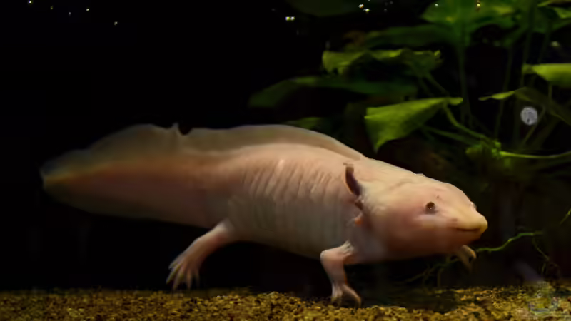 Achtung - Auch ein Axolotl kann krank werden!