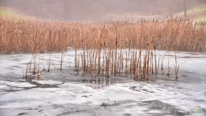 Achtung, Einbruchgefahr: Tiere am zugefrorenen Gartenteich