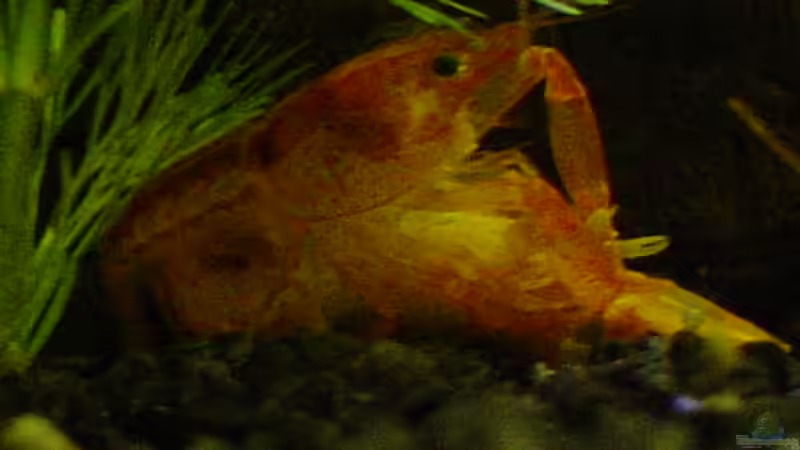 Achtung nicht für KINDER!! frei ab 18 von MichaelS (4)