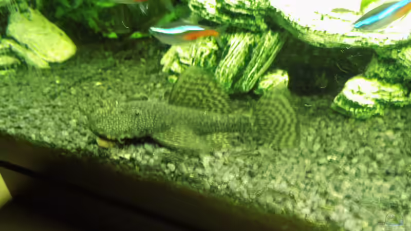 Acistrus sp. Männchen beim fressen... von aqua david (7)
