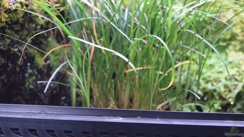 Acorus gramineus - Zwergkalmus von Junglist (16)