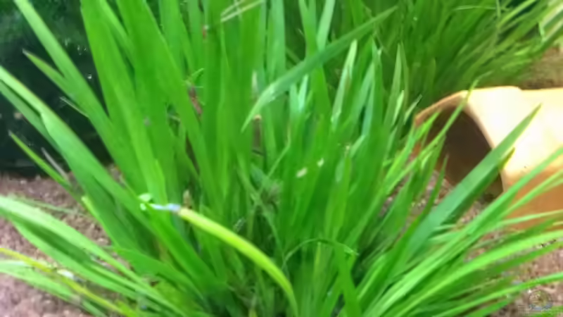 Acorus gramineus im Aquarium (Einrichtungsbeispiele mit Graskalmus)