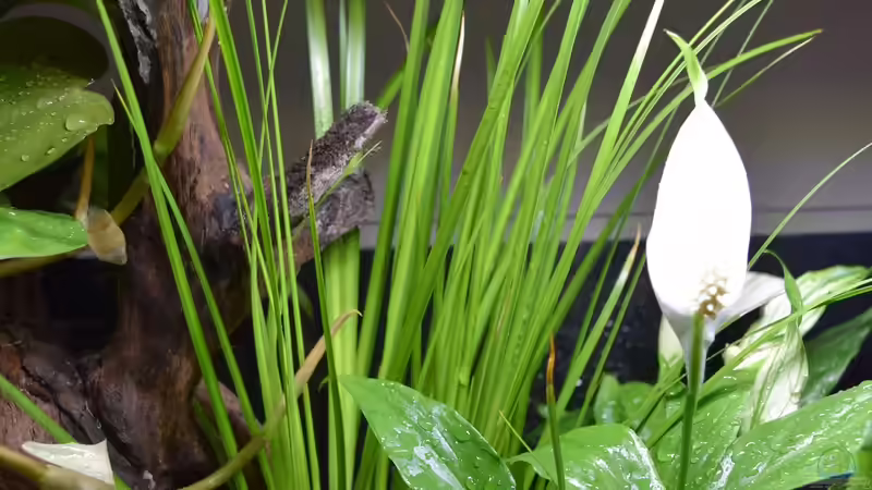 Acorus gramineus von Junglist (10)