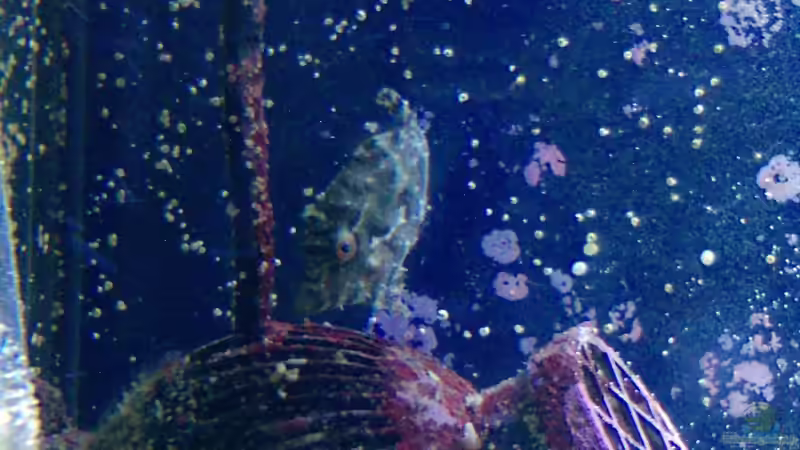 Acreichthys tomentosus - Seegras- oder Tangfeilenfisch von tigger69 (33)