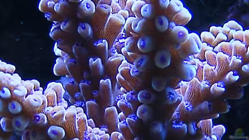 Acropora ? von Jürgen Krohmer (2)