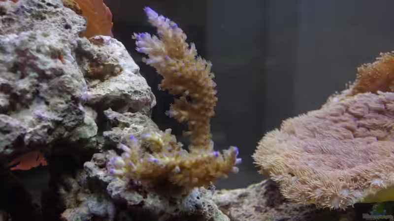 Acropora 10/2012 von Dominik N. (39)