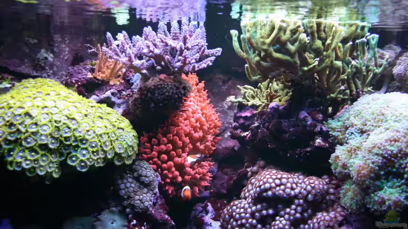 Acropora 24.12.2013 von Susanne Axt (28)