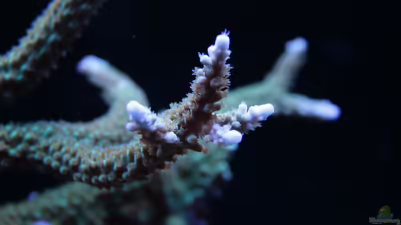 Acropora 24.12.2020 von Susanne Axt (27)