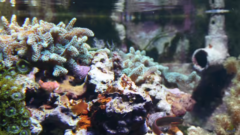 Acropora 31.03.2012 von Susanne Axt (26)