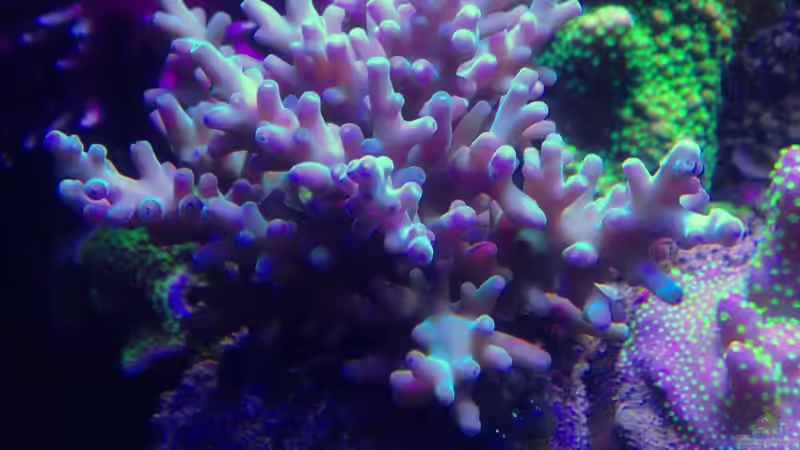 Acropora aber welche? von Lukas23 (8)