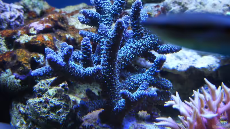 Acropora abrolhosensis von Jürgen Krohmer (8)