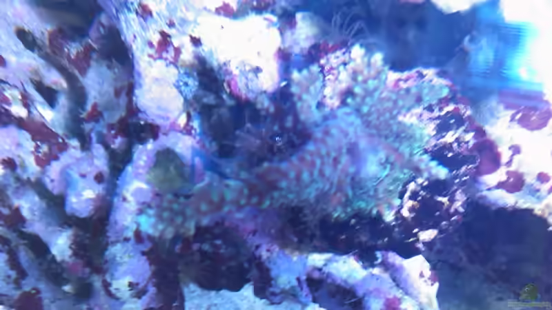Acropora anthocercis von Daniel Lopez (3)