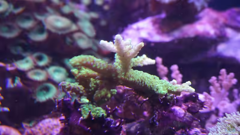 Acropora aspera ´Heute´ 15.01.15 von Manni1884 (23)