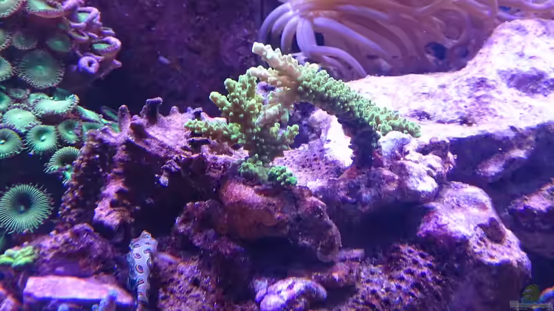 Acropora aspera ´Vorher´ 02.14 von Manni1884 (21)