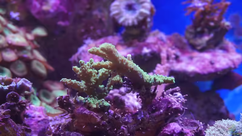 Acropora aspera ´Vorher´ 11.14 von Manni1884 (22)