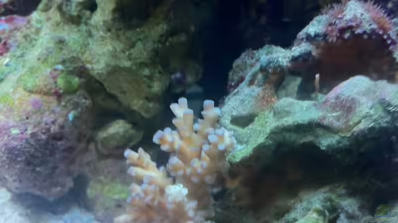 acropora azurea von Sebastian Philipp (14)