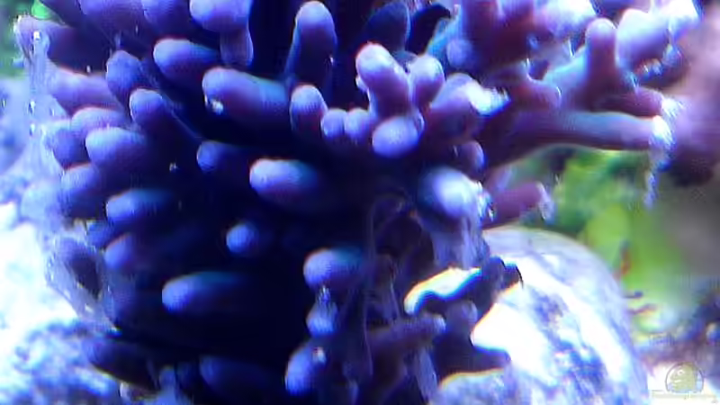 Acropora Echinata von .uschi (16)