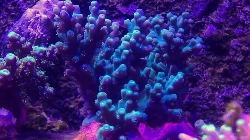 Acropora Echinata? von Lukas23 (14)