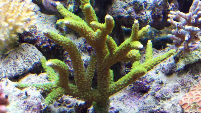 Acropora enzmann von Lars Leonhardt (26)