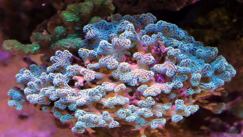Acropora grün von The_Lizardking (3)