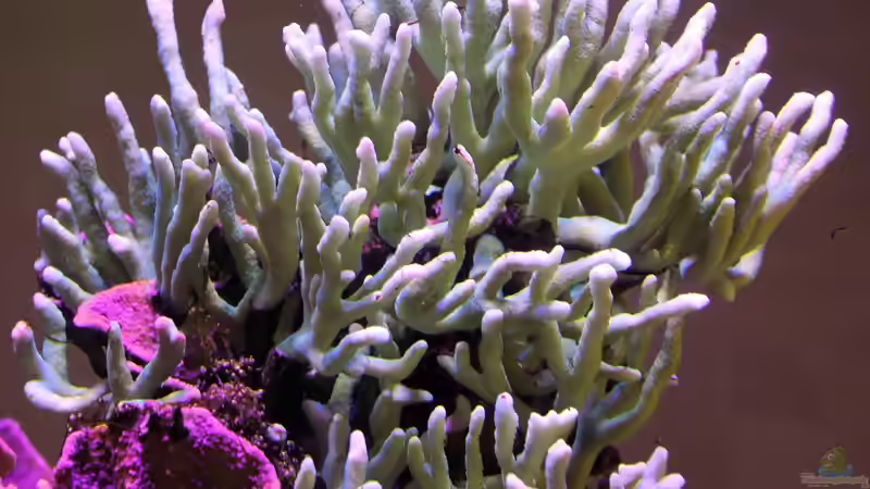 Acropora grün von The_Lizardking (5)
