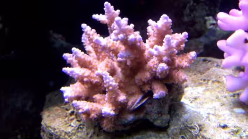 Acropora macrostoma von Lars Leonhardt (10)