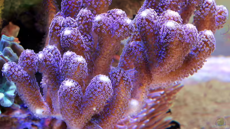 Acropora Milka Lila von The_Lizardking (7)