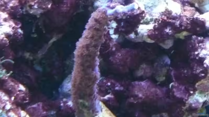 Acropora plumosa von berchti555 (27)