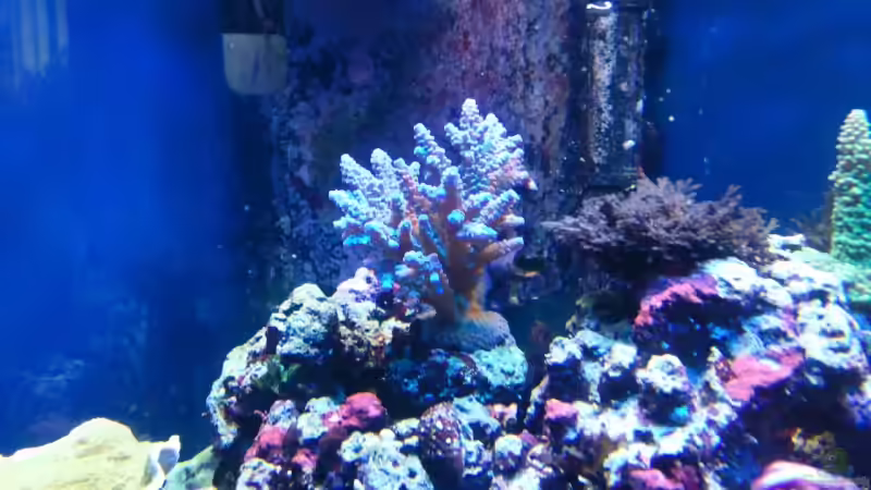 Acropora sp. 02 - Kleinpolypige Steinkoralle, blau 31.07.09 von Dirk Schäfer (19)