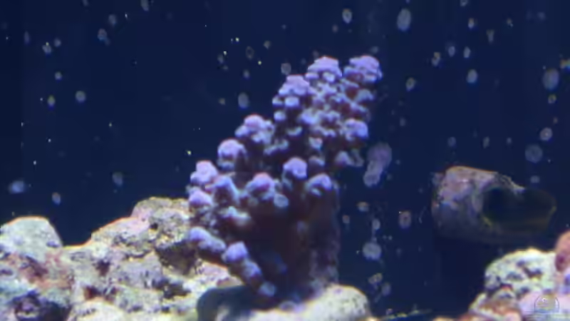 Acropora sp. 02 - Kleinpolypige Steinkoralle, blau am Anfang von Dirk Schäfer (16)