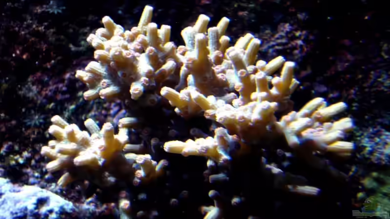 Acropora speciosa im Aquarium halten (Einrichtungsbeispiele für Kleinpolypige Steinkoralle)