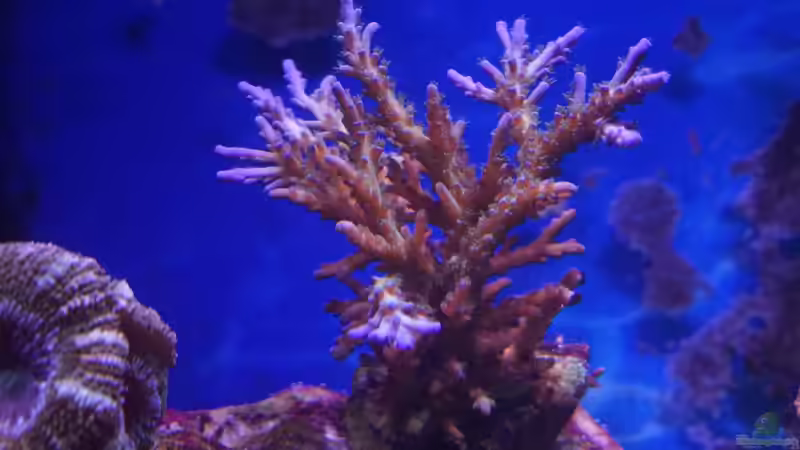 Acropora tenuis ´Heute´ 11.14 von Manni1884 (19)