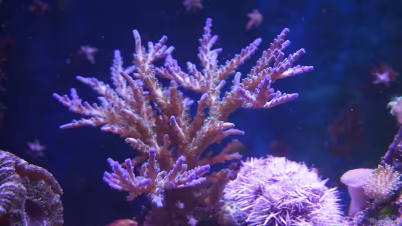 Acropora tenuis ´Heute´ 15.01.15 von Manni1884 (20)