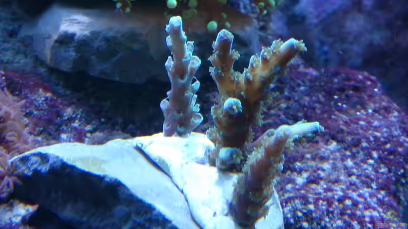 Acropora tenuis ´Vorher´ 02.14 von Manni1884 (18)