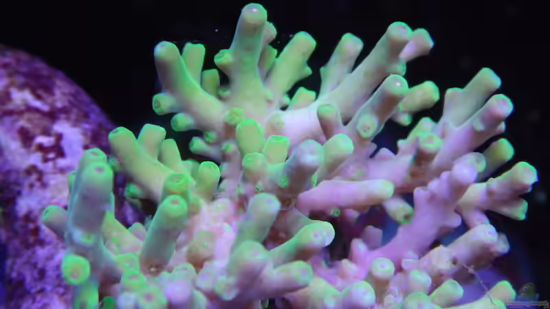 Acropora Tricolor von Andreas Stiller (11)