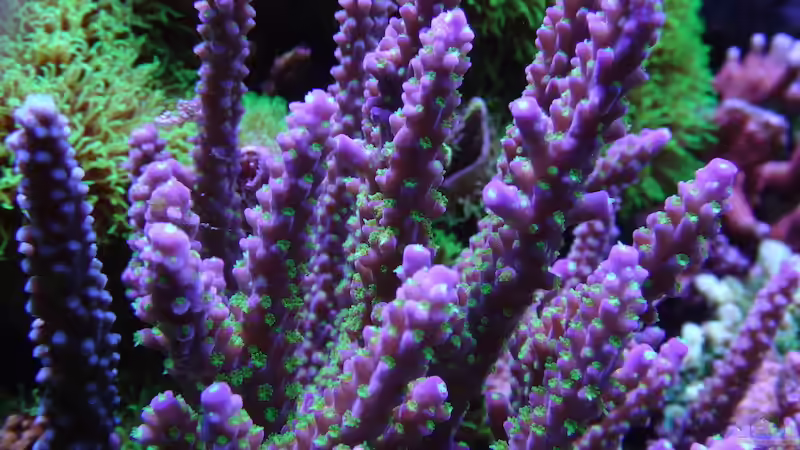 Acropora Tricolor von Andreas Stiller (4)