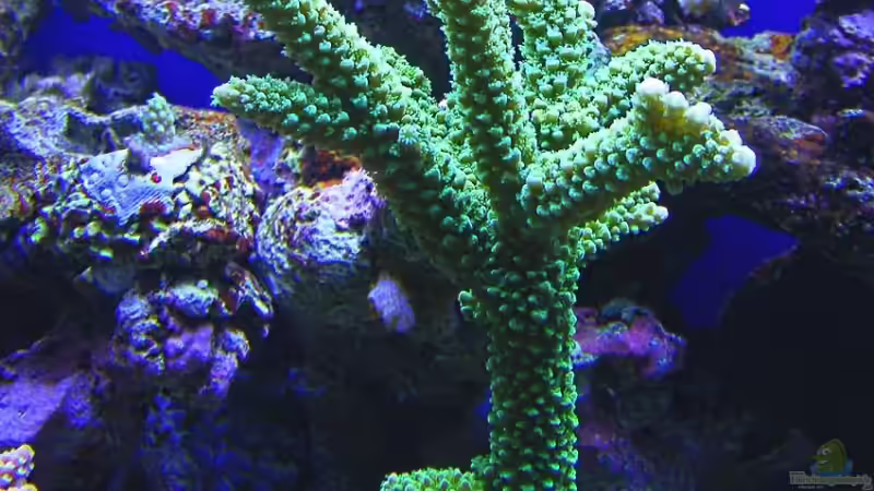 Acropora tumida Enzmann von Jürgen Krohmer (3)