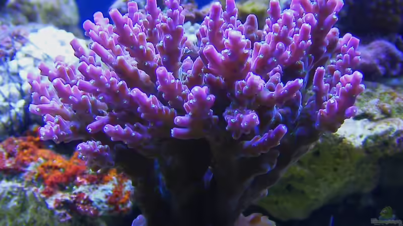 Acropora valida von Jürgen Krohmer (14)