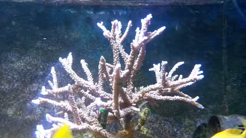 Acropora violett von Truthahnmann (27)