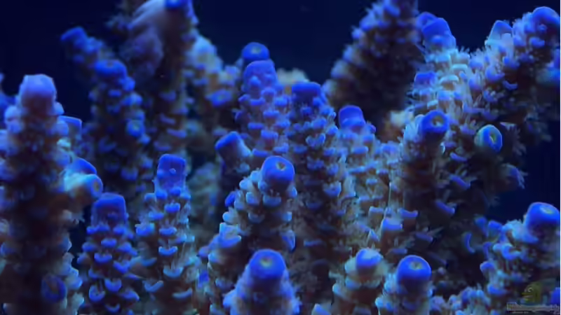 Acropora von .uschi (26)