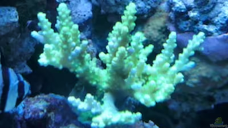Acropora von Andreas Stiller (61)