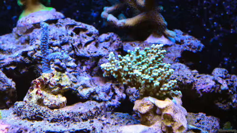 Acropora von Brookshaw (39)