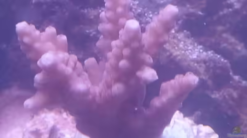 Acropora von David F. (26)
