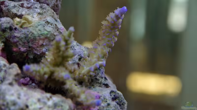 Acropora von Dominik N. (38)
