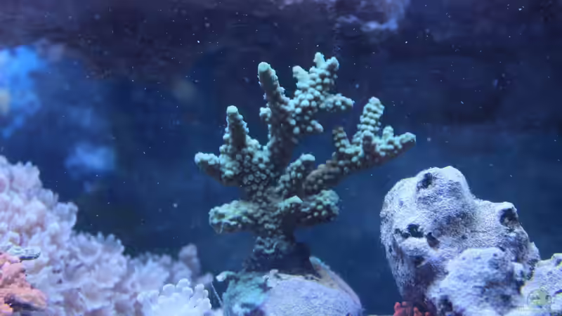 Acropora von Jane Vogeler (39)