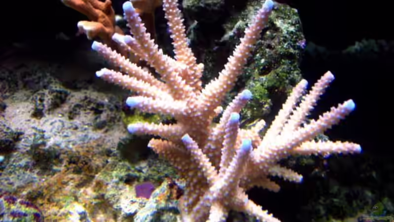 Acropora von Lars Leonhardt (20)