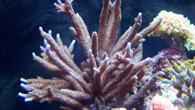 Acropora von Lars Leonhardt (28)