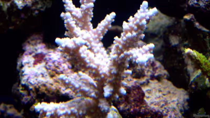 Acropora von Lars Leonhardt (6)